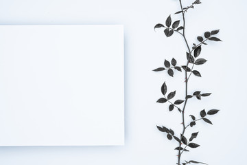 Black leaves on white background. Flat lay, top view, space.