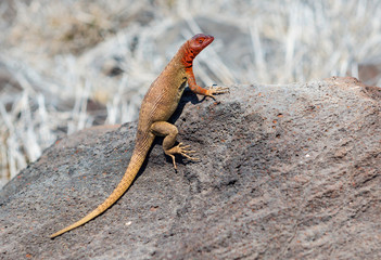 An Española lava lizard or Hood lava lizard (Microlophus delanonis) warming up in the sun on...