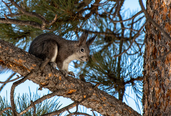 An Abert's Squirrel in a Ponderosa Pine Tree