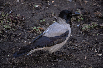 Fototapeta premium black and gray raven stands on wet ground