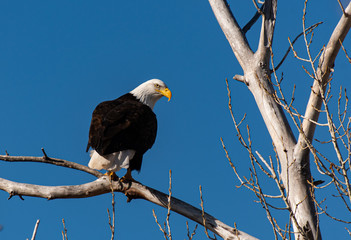 A Mature Bald Eagle Perched in a Tree