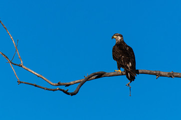 Juvenile Bald Eagle Perched in a Tree