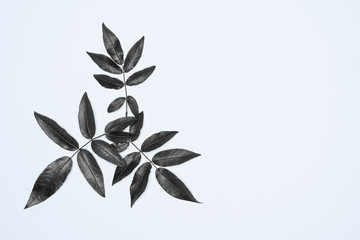 Fototapeta na wymiar Black leaves on white background. Flat lay, top view, space.