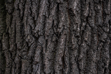 background, bark of an old tree closeup