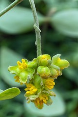 Jojoba (Simmondsia chinensis) flower and leaves