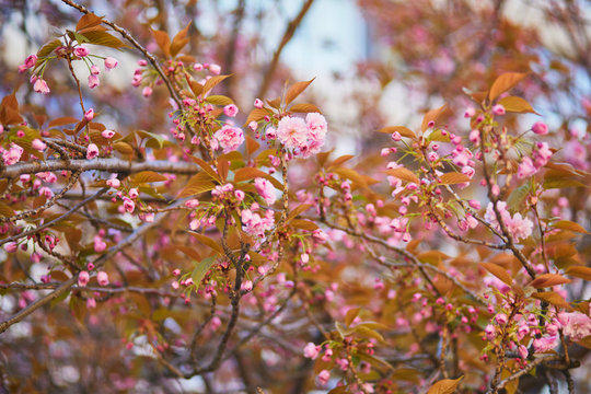 Branch of cherry blossom tree with beautiful pink flowers