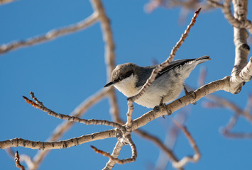 An Adorable Pygmy Nuthatch Foraging for Food Along a Tree Branch