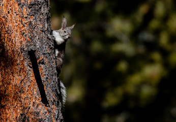 An Abert's Squirrel in a Ponderosa Pine Tree