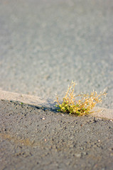 plant on road