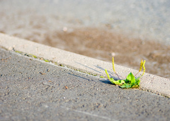 plant on road