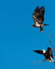A Mature and Juvenile Bald Eagle Perched in a Tree