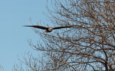 A Mature Bald Eagle in Flight