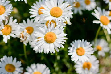 Obraz premium Diurnal Daisies