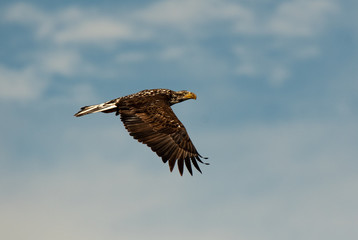 Juvenile Bald Eagle in Flight
