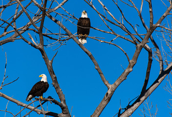 A Mature Bald Eagle Pair Perched in a Tree