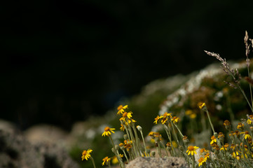 macro image of flowers