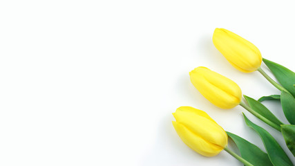 Beautiful flower arrangement. Yellow flowers tulips, empty frame for text on a white background. Wedding. Birthday Valentine's Day. Mothers Day. Flat lay, top view, banner. Three yellow tulips