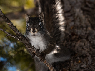 A Pine Squirrel Observing from a Tree Trunk