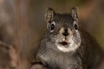 A Pine Squirrel Observing from a Tree Trunk