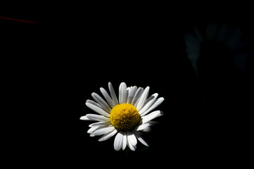 macro image of flowers