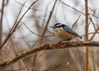 A Red-breasted Nuthatch Perched in a Bush