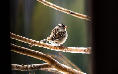A Beautiful White-crowned Sparrow Perched and Framed