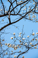 白いコブシの花