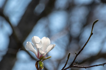 白いコブシの花