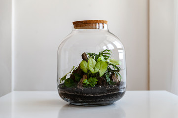 Small decoration plants in a glass bottle/garden terrarium bottle/ forest in a jar. Terrarium jar with piece of forest with self ecosystem. Save the earth concept. Bonsai