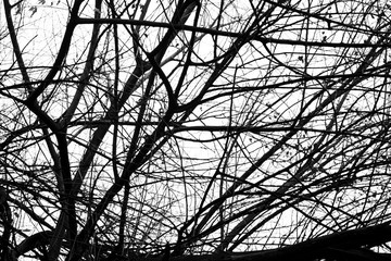 Abstract monochrome background with dark branches