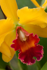 Orchids flowers (Cattleya sp)