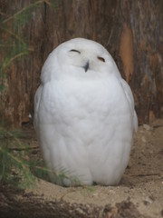 Obraz premium Snowy Owl