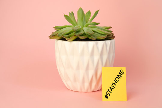 Potted plant and message card with hashtag "Stay home" on pink background. Coronavirus quarantine. Self - isolation concept.
