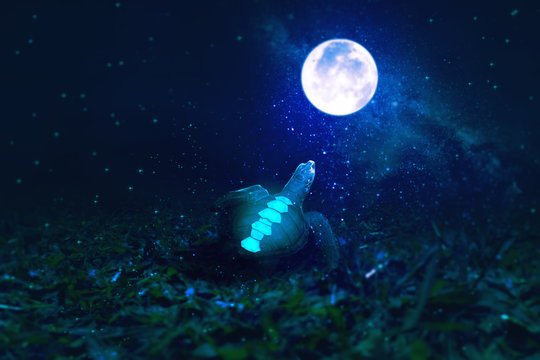 the turtle on the field with glowing moon. digital imaging design