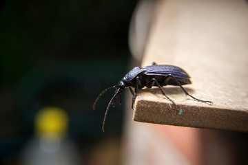 big black beetle with a long mustache