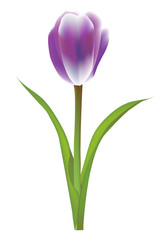 チューリップ　花　春　アイコン