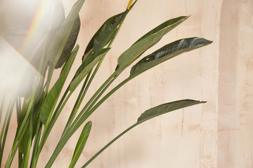 Leaves of green palm on beige sand color wall background safari style.