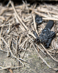 ant worker on dry grass background