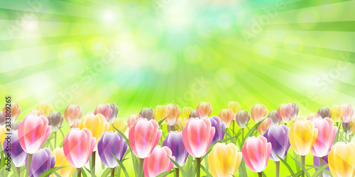 チューリップ 花 春 背景 Wall Mural Wallpaper Murals J Boy