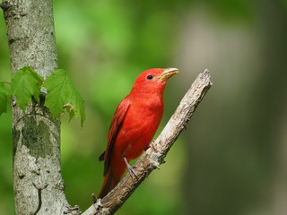 Tanager