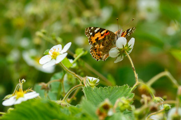 Big meadow with blooming wild strawberries in spring. Flowers attract bees and other beneficial insects. Butterfly sitting on a bush