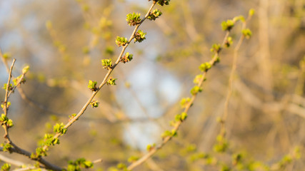 A branch of a tree with young green leaves and flowers. Concept of spring, growth and awakening.