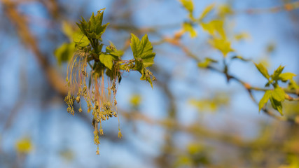 A branch of a tree with young green leaves and flowers. Concept of spring, growth and awakening.