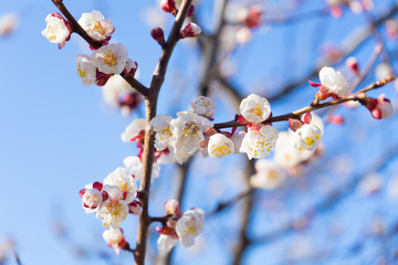 White apricot tree flowers in spring time. on blue sky background.Buds of an apricot tree in spring blossom.