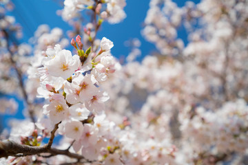 東京の春　満開の桜　目黒川　2020年