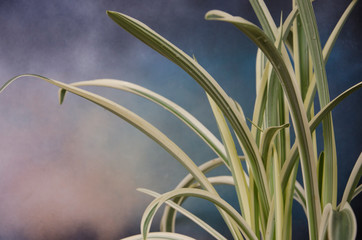 Beautiful white and green leaves of amaryllis tree