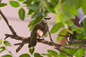 Beautiful yellow vented bulbul on death branch of tree