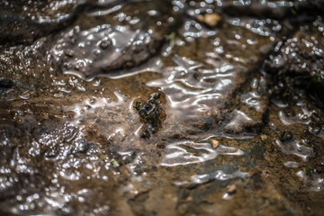 cirque de saint meme