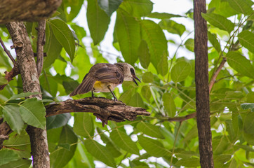 Yellow vented bulbul on death branch of tree