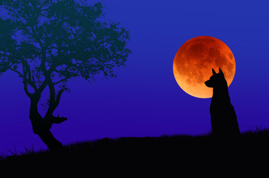 Lonely dog with red moon in the field